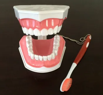 Демонстрационная модель зубов, обучающая модель зубов для раннего обучения, модель удаления зубов